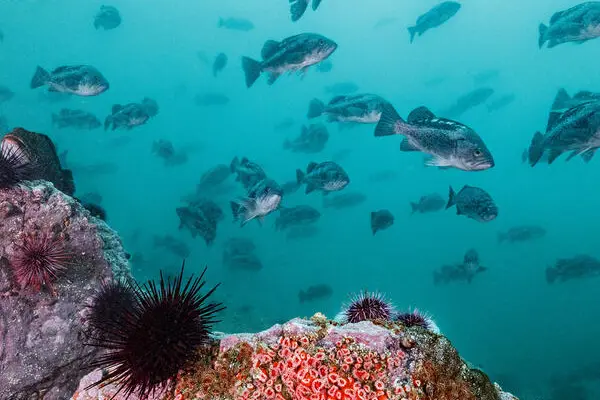 Undersea picture of fish, sea urchins, and other marine wildlife. 